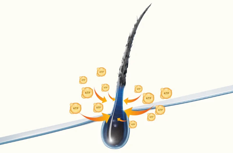 How follicle energy drives hair growth